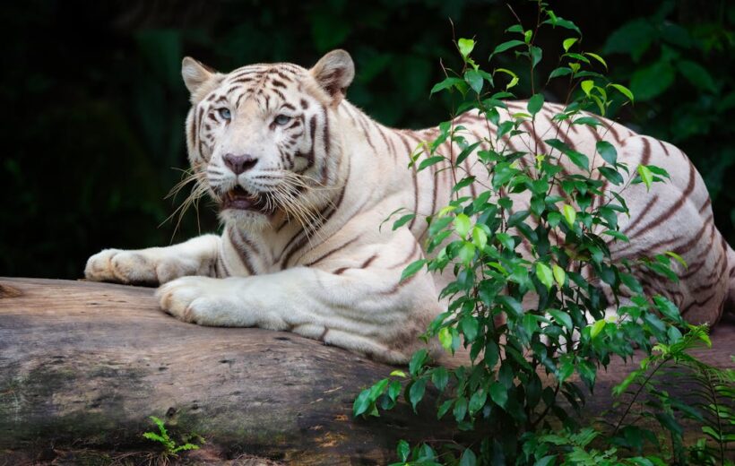 Bandhavgarh Tiger reserve